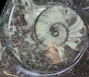 Fossil Orthoceras & Goniatite Plate - Stoneware #62471-2